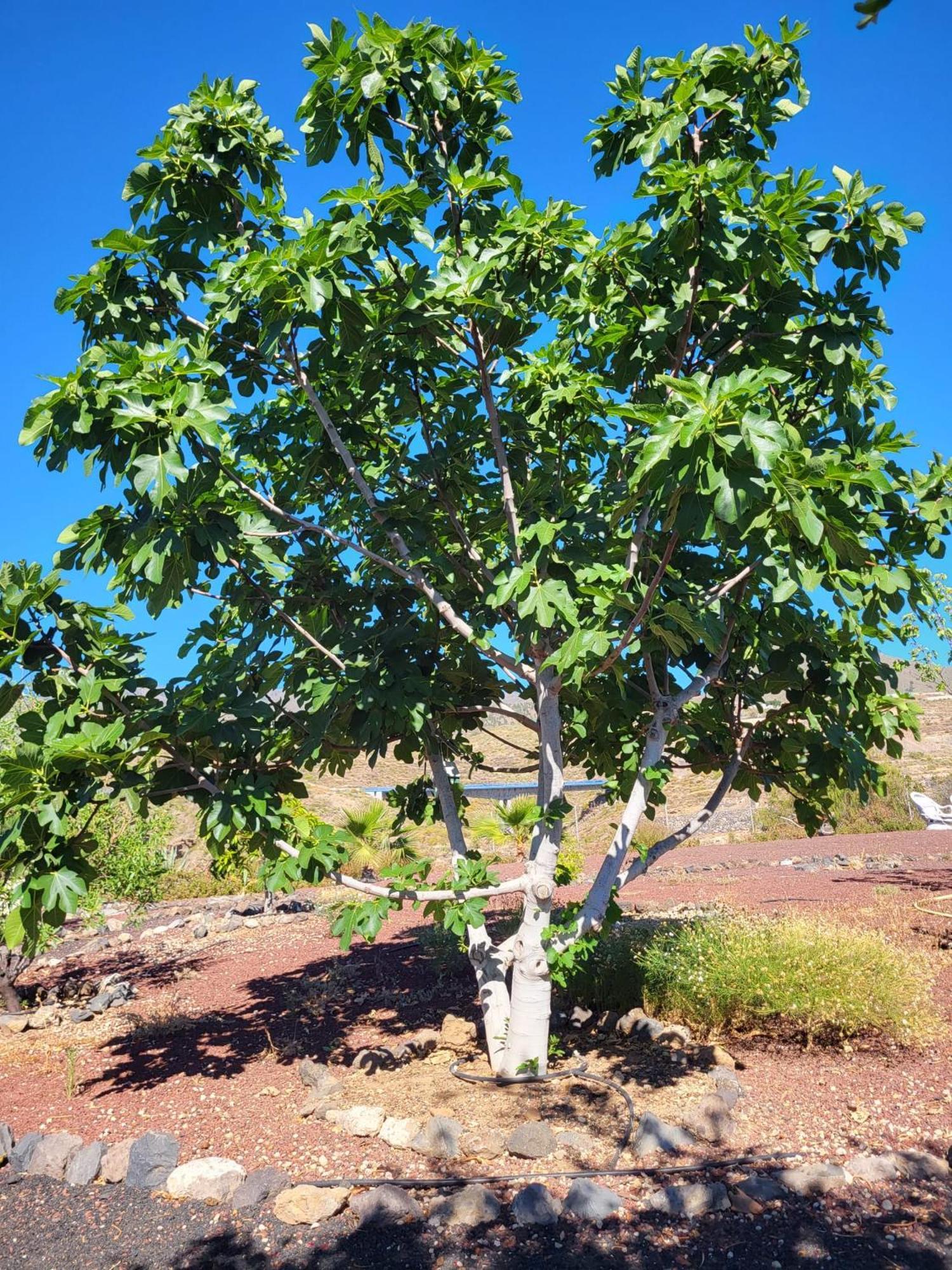 Finca Arcoiris Tenerife Vv Guía de Isora Zewnętrze zdjęcie